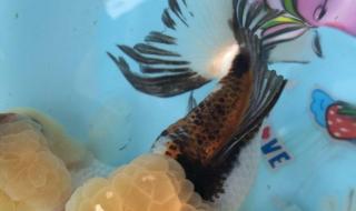 沈阳蟑螂药批发市场地址 沈阳宠物用品批发