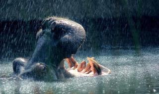 蚊子有多少颗牙齿