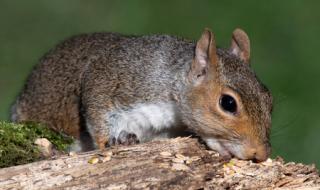 一根木头第二季 一根木头第二季