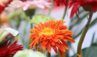 花篮的花儿香文案 广场舞花篮的花儿香