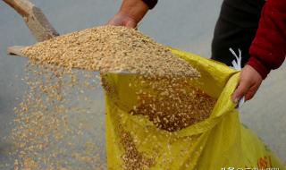 山东济南现在小麦多少钱一斤 今天小麦多少钱一斤