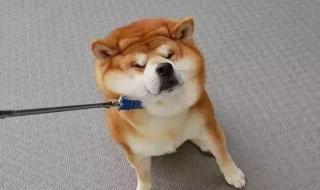 柴犬多贵 小柴犬大概多少钱