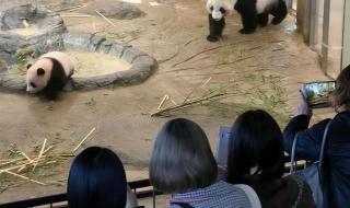 大熊猫送出去一共多少只 日本推迟送回大熊猫