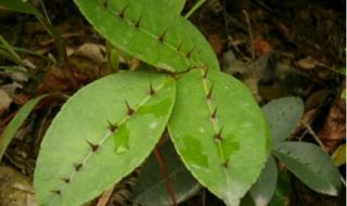 两面针根能发芽吗 两面针的功效与作用