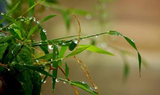 三月的小雨歌曲原唱 三月里的小雨原唱