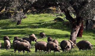 西班牙还有什么名字 西班牙人的名字为什么那么长